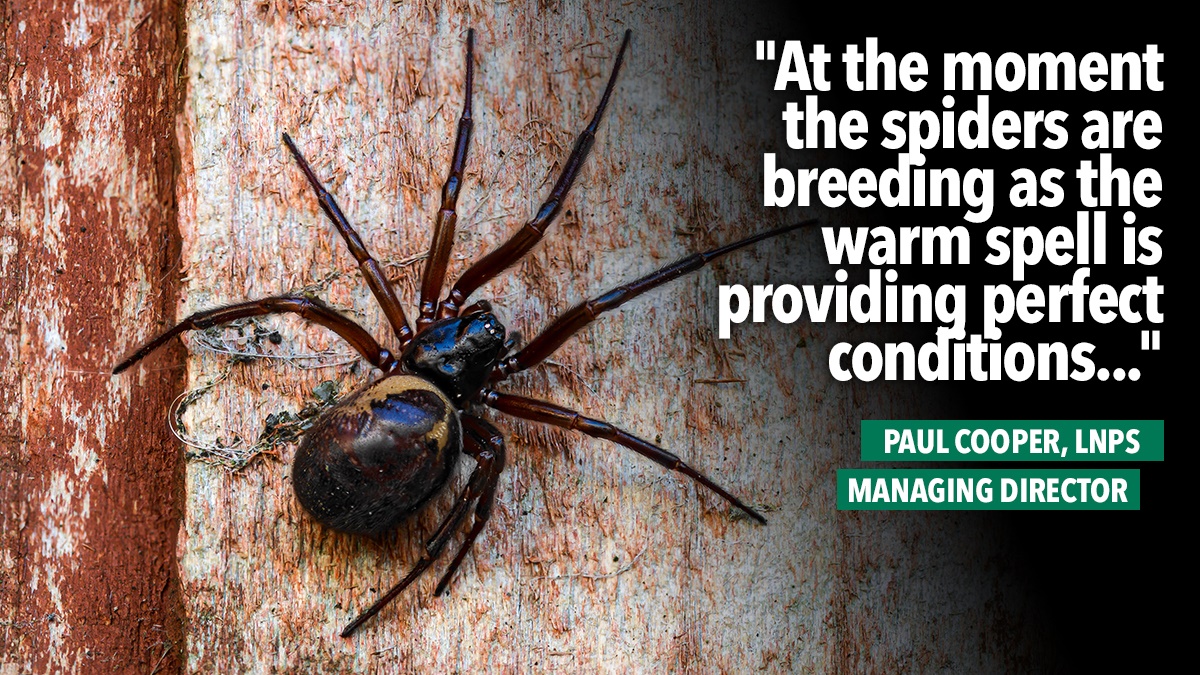 lnpsfalsewidowspiders lnpsfalsewidowspiders